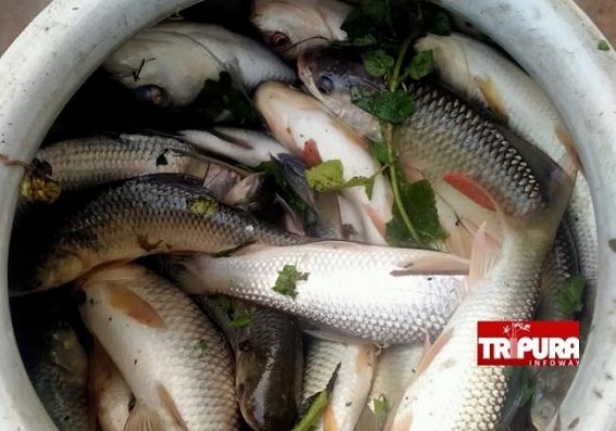 Bishalgarh: Miscreants poured Poison into a Poor farmer’s Pond in Noapara area Bishalgarh: Miscreants poured Poison into a Poor farmer’s Pond in Noapara area